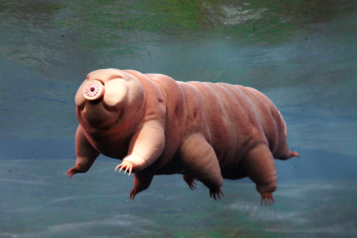 Tardigrades: How Do They Survive Extreme Radiation?