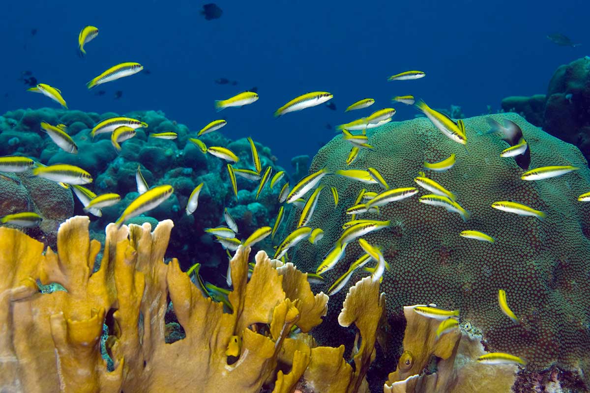 Why Some Fish Reverse Their Biological Sex