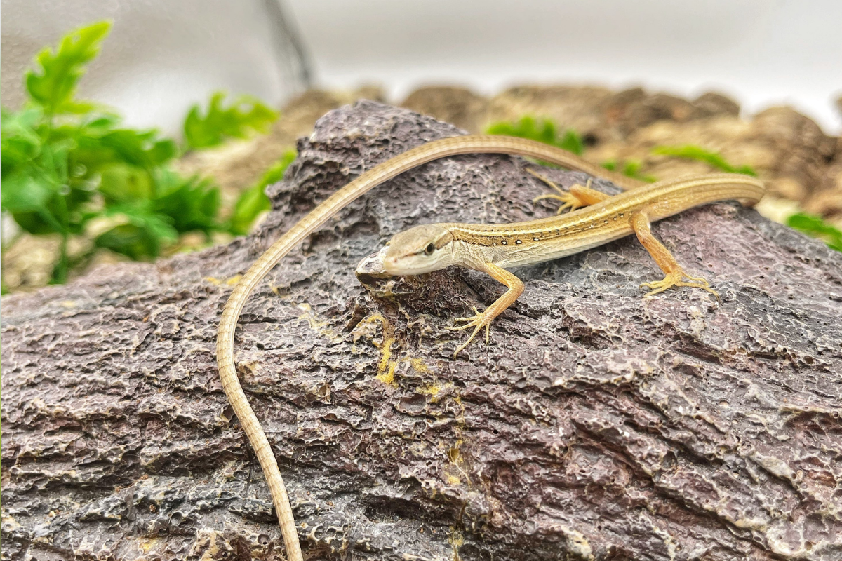 Animals That Can Regrow Body Parts