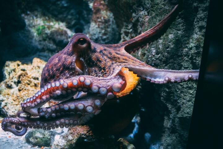 Why Octopuses Have Three Hearts
