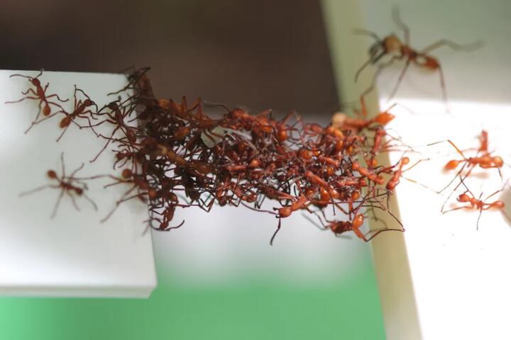 How Ant Colonies Route Traffic Without Leaders