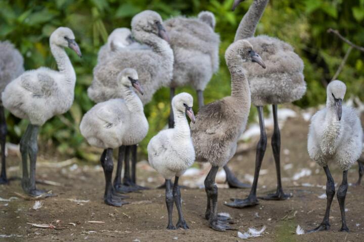 From Grey to Pink: The Secret Behind Flamingo Colors