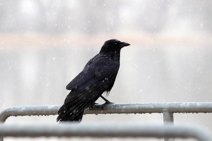 The Science of How Crows Remember Human Faces
