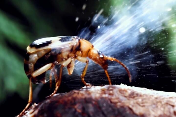Bizarre Defense Mechanisms Found in the Wild