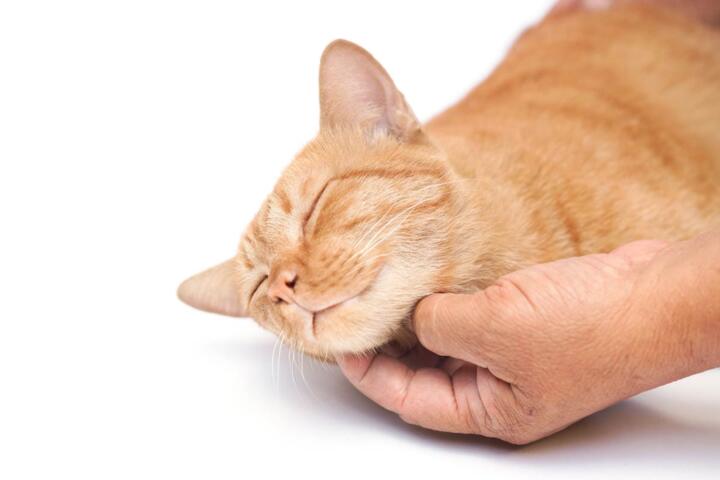 The Real Reasons Behind Cat Purring