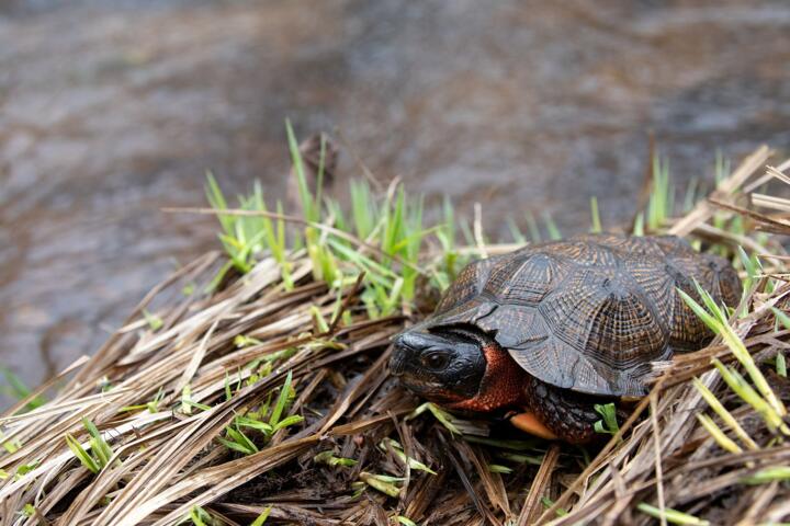 Animals That Can Survive Without Oxygen
