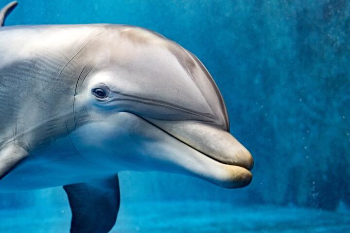 Unihemispheric Sleep: How Animals Rest Half Their Brain