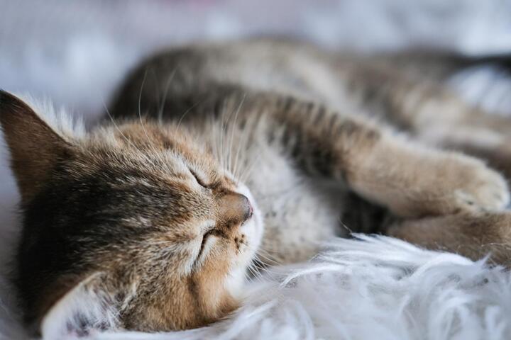 Why Cats Purr (It's Not Only Happiness)
