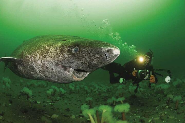 Meet the Animal That Defies Aging Entirely