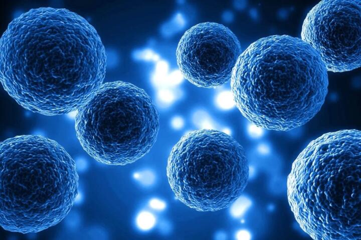 How Senescent Cells Accumulate Across Human Tissues