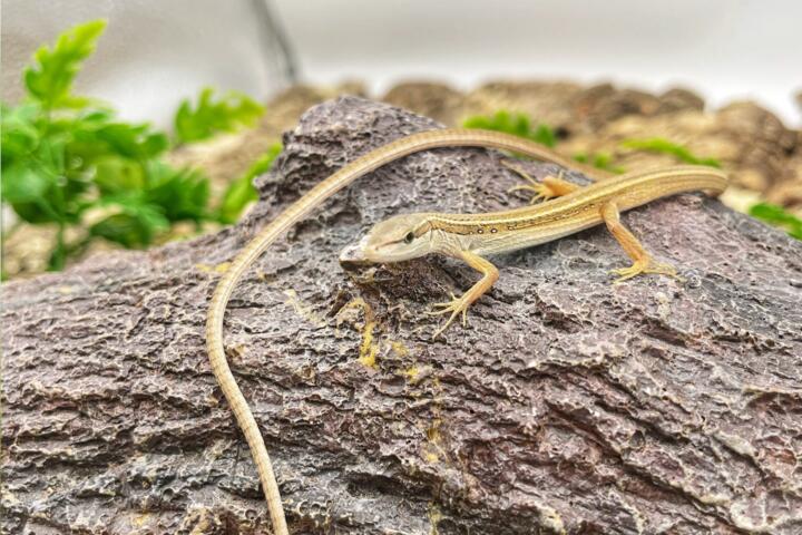 Animals That Can Regrow Body Parts