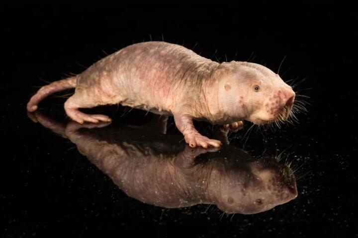 How Naked Mole Rats Resist Cancer Mechanistically