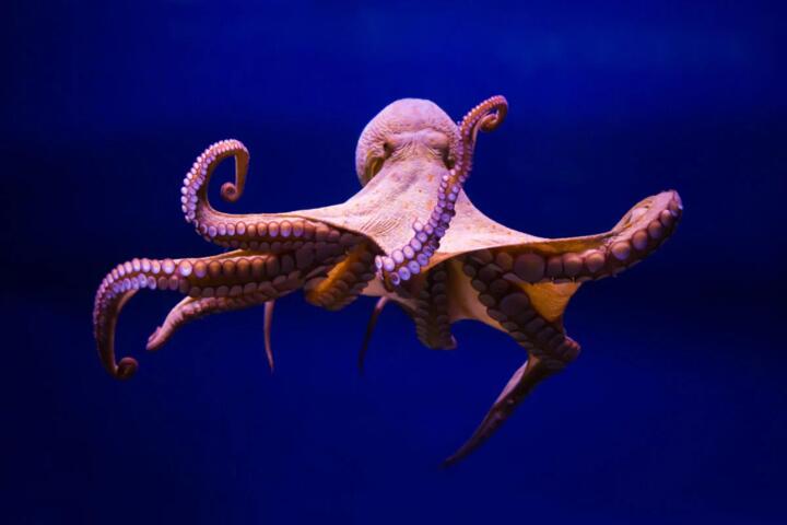 The Biology Behind an Octopus’s Three Hearts