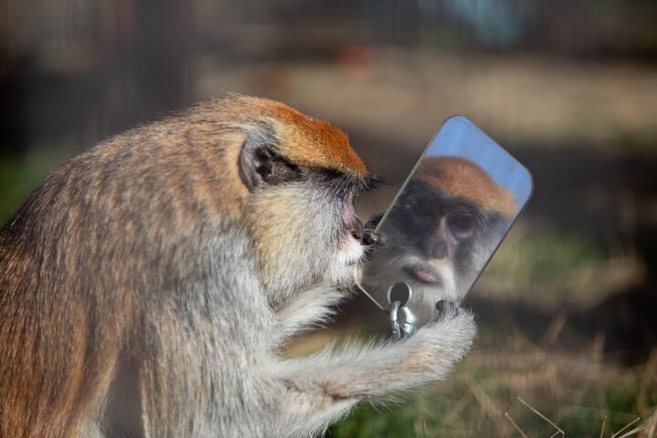 Animals That Recognize Themselves in Mirrors