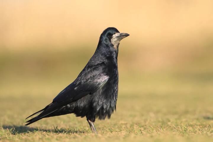 Why Crows Remember Human Faces