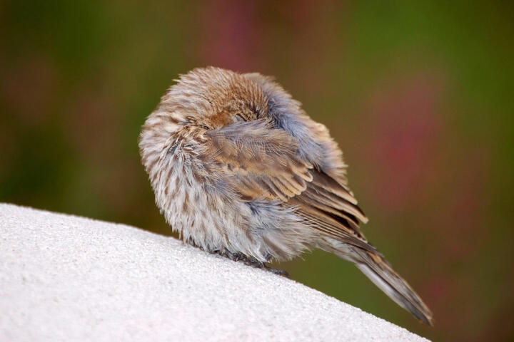 How Some Animals Sleep With Half a Brain