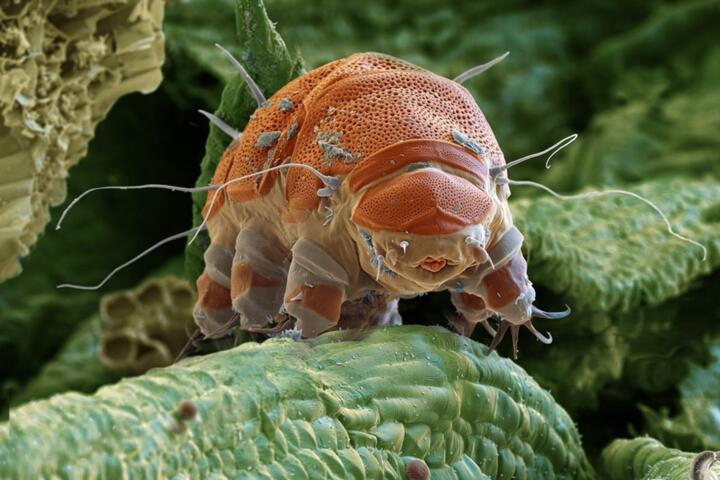 Why Tardigrades Survive Extreme Radiation