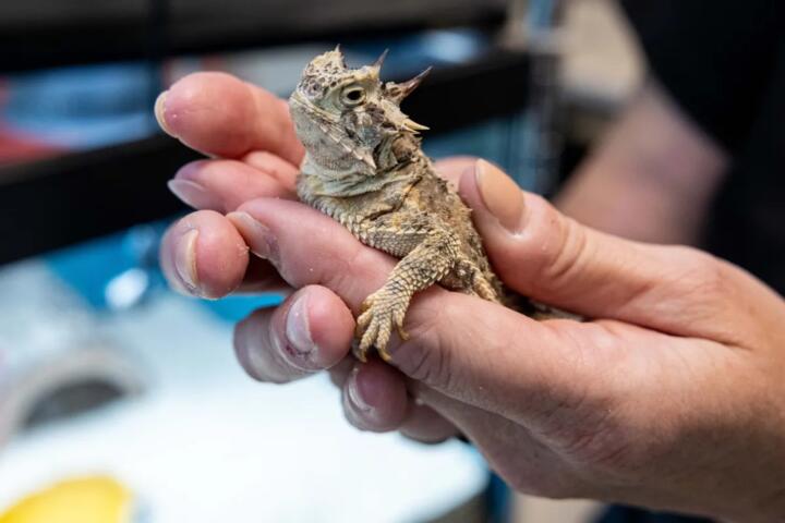 The Strangest Animal Defenses in Nature
