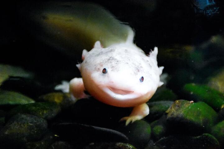How Axolotls Regrow Complex Body Structures