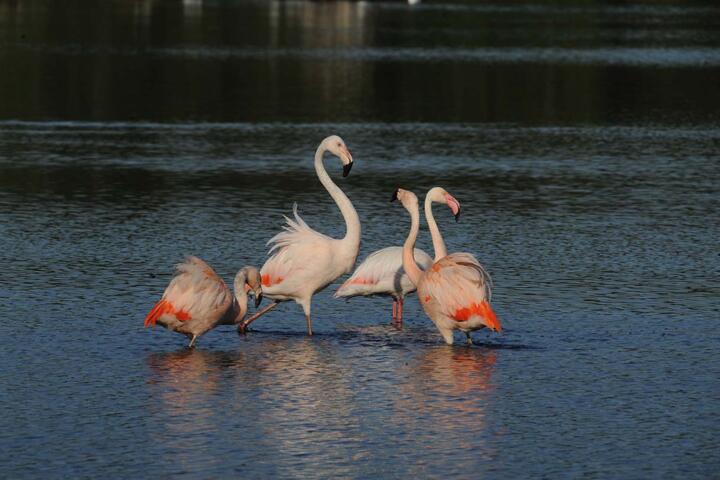 Why Flamingos Are Born Grey and Turn Pink