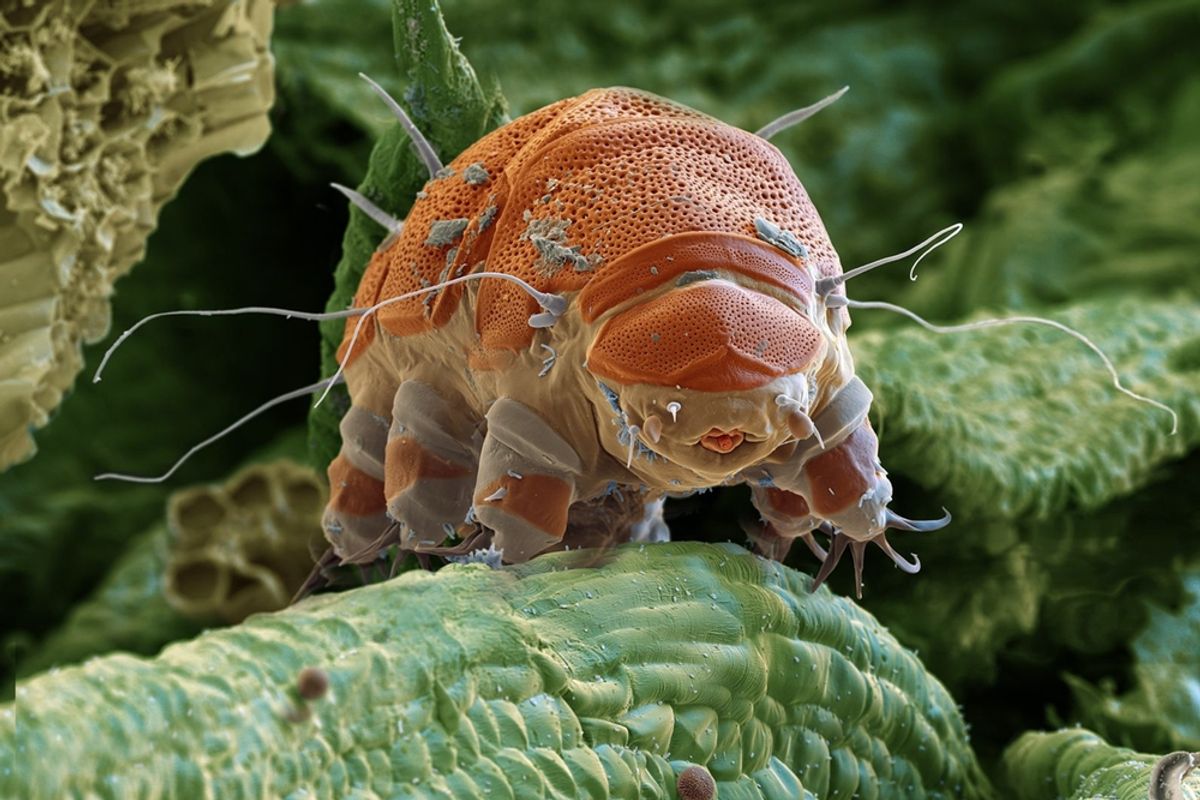 Why Tardigrades Survive Extreme Radiation